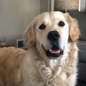 Meet your Posher, Ann